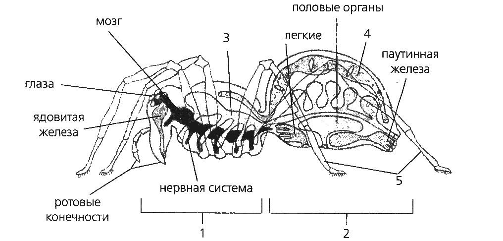 внутреннее-строение-паука
