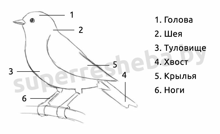 Ответы | Лаб. 5. Приспособления к полёту во внешнем строении птиц —  Биология, 8 класс | Супер Решеба