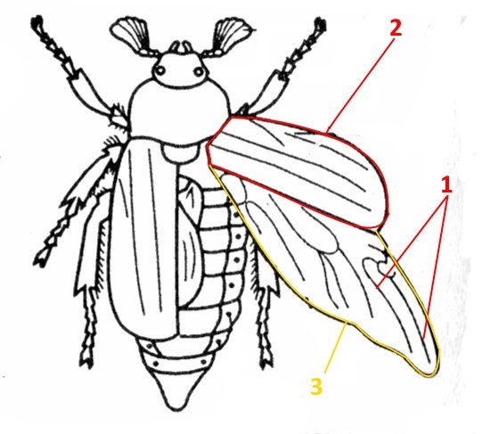 Ответы | Лаб. 3. Внешнее строение насекомых (на примере майского жука) —  Биология, 8 класс | Супер Решеба