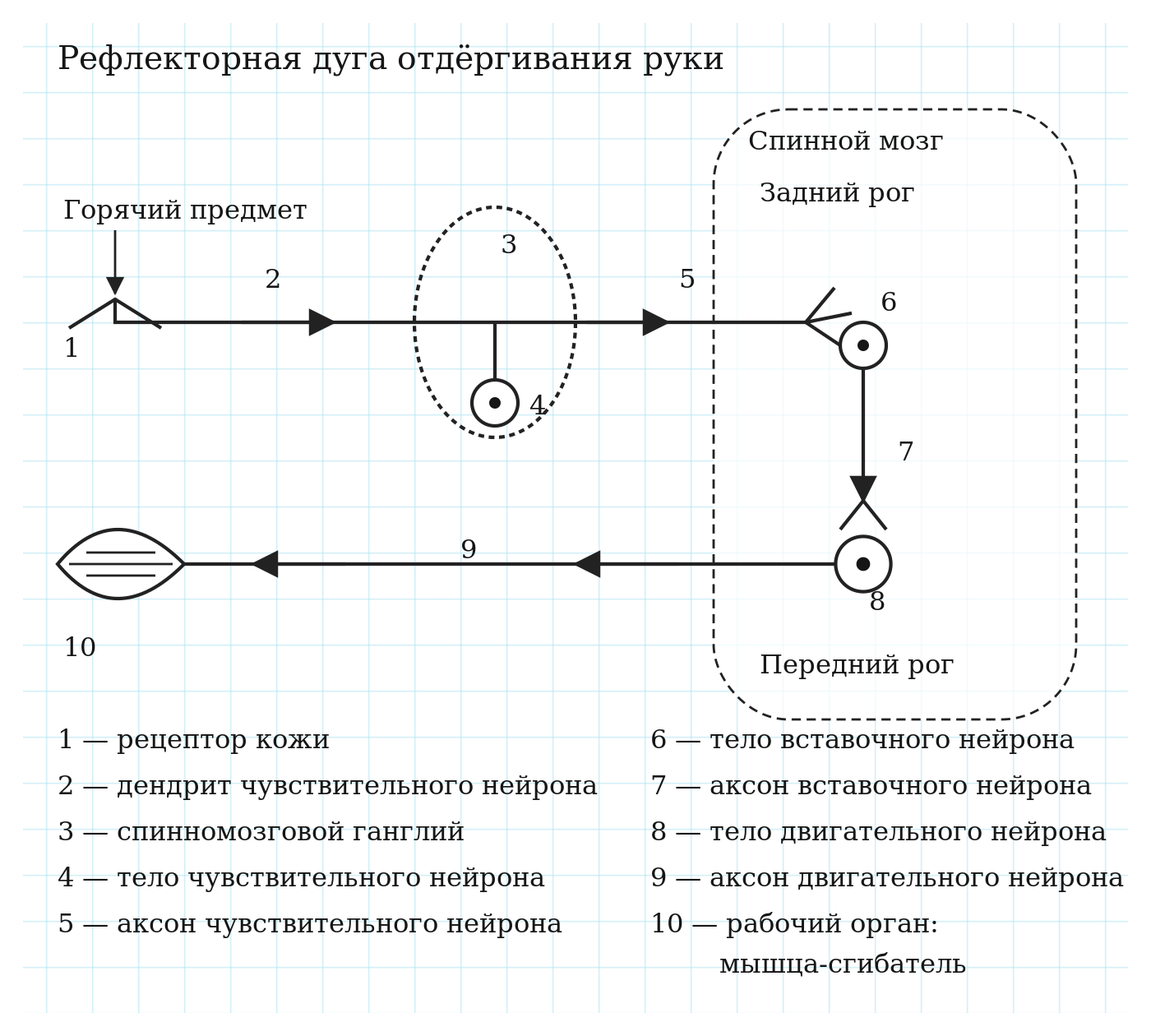 Рефлекторная дуга отдёргивания руки: рецептор, нейроны, ганглий, рога спинного мозга и мышца