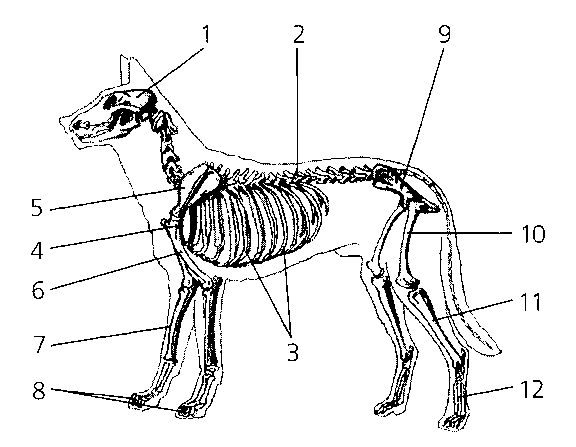 Огэ биология собака. Строение скелета млекопитающих. Скелет собаки строение рисунок. Костный скелет собаки. Скелет собаки строение схема.