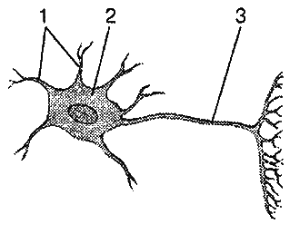 chasti-neirona
