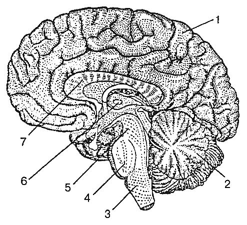 golov-mozg
