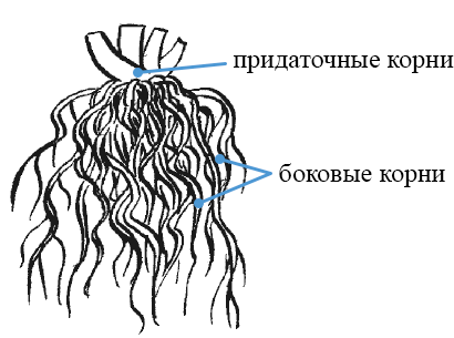 mochlovaya-kornevaya-sistema